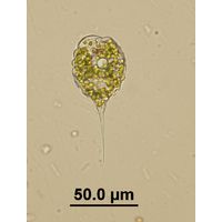 Phacus orbicularis