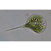 Phacus longicauda