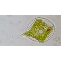 Phacus longicauda 