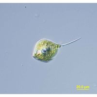Phacus longicauda