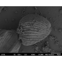 Phacus curvicauda