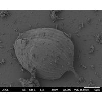 Phacus pleuronectes