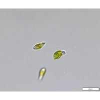 Euglena agilis
