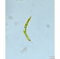 Euglena mutabilis