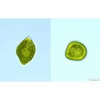 Euglena oblonga