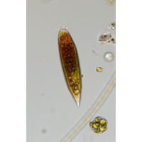 Euglena sanguinea