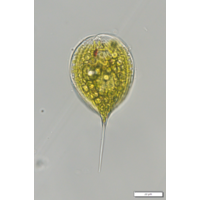 Phacus convexus