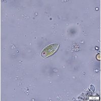Phacus parvulus