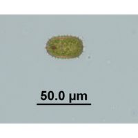 Trachelomonas superba