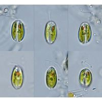 Cryptoglena pigra