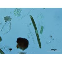 Euglena ehrenbergii