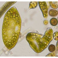 Euglena ehrenbergii