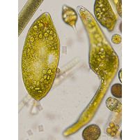 Euglena ehrenbergii
