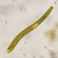 Euglena ehrenbergii