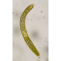 Euglena ehrenbergii