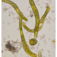 Euglena ehrenbergii