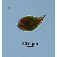 Euglena sanguinea