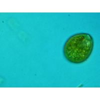 Euglena texta