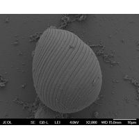 Euglena texta 