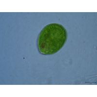 Euglena texta 