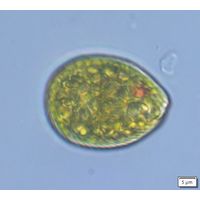 Euglena texta