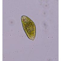 Euglena splendens