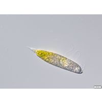 Euglena hemichromata