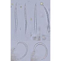 "Lepocinclis longissima