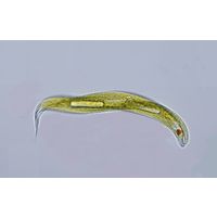 Lepocinclis tripteris