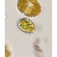 monomorphina pyrum