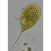 Phacus longicauda