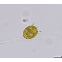 Trachelomonas armata