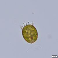 Trachelomonas armata
