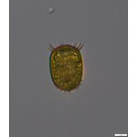 Trachelomonas armata