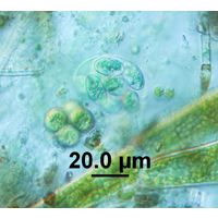 Glaucocystis nostochinearum