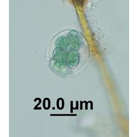 Glaucocystis nostochinearum