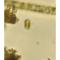 Hymenomonas roseola