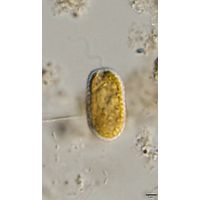 Hymenomonas roseola