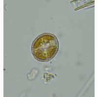 Hymenomonas roseola