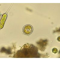 Hymenomonas roseola