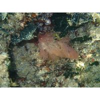 Acrosymphyton purpuriferum