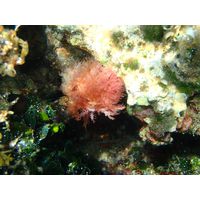 Acrosymphyton purpuriferum