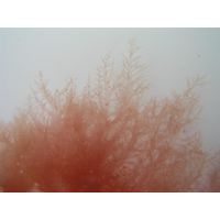 Acrosymphyton purpuriferum 