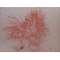 Acrosymphyton purpuriferum