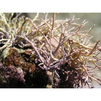 Amphiroa rigida