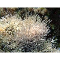 Amphiroa rigida