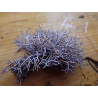 Amphiroa rigida