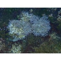 Amphiroa rigida