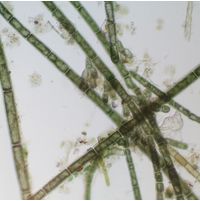 Audouinella chalybea