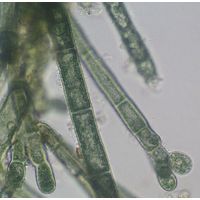 Audouinella chalybea